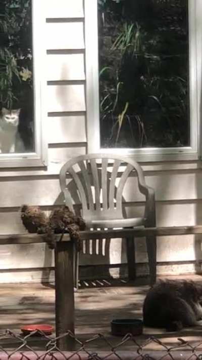 Racoon steals a cat's dinner right before its eyes.