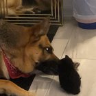 My German Shepherd welcoming the new baby ?