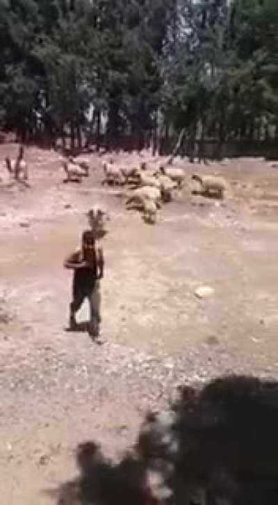 WCGW if I ride a sheep