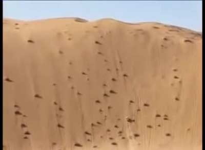Tough enough ? Toyota Hilux over Sand Dune