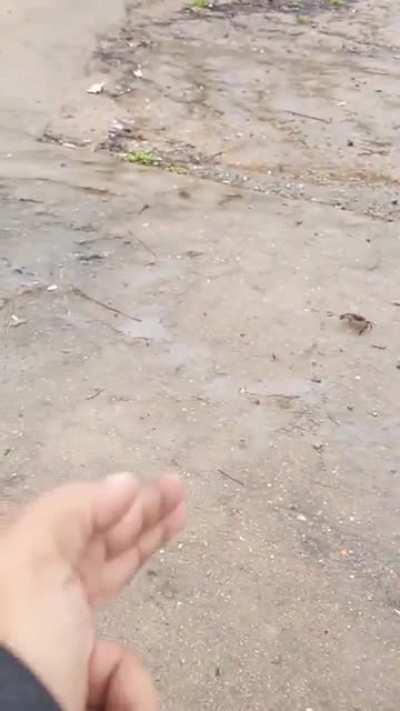 Mexican standoff with a crab