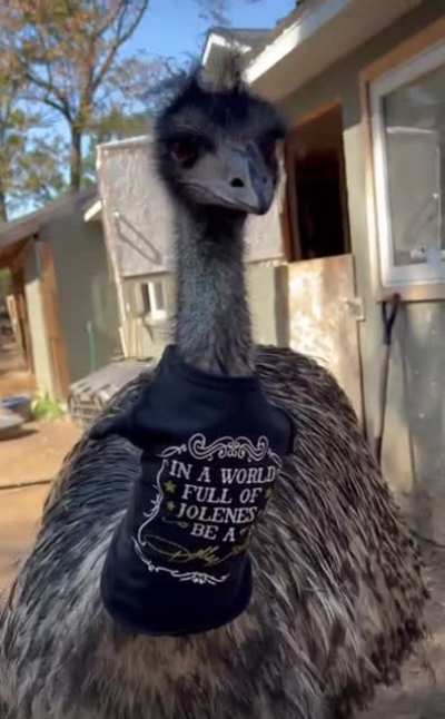 An Honest Review of Dolly Parton’s Pet Fashion Line