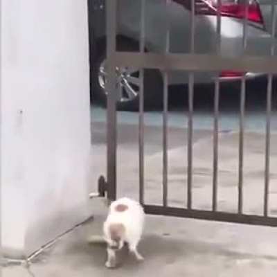 The saga of a cat and his corn on the cob