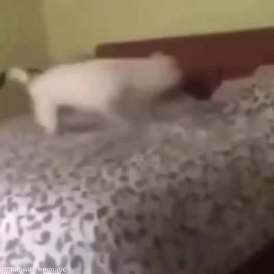 spinning dog