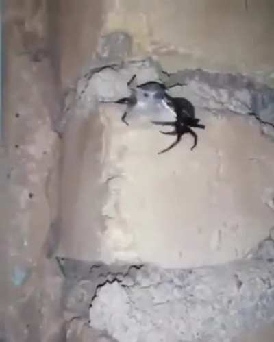 ? The Spider trapped the little bat looked like a mini sloth waving its little arms.