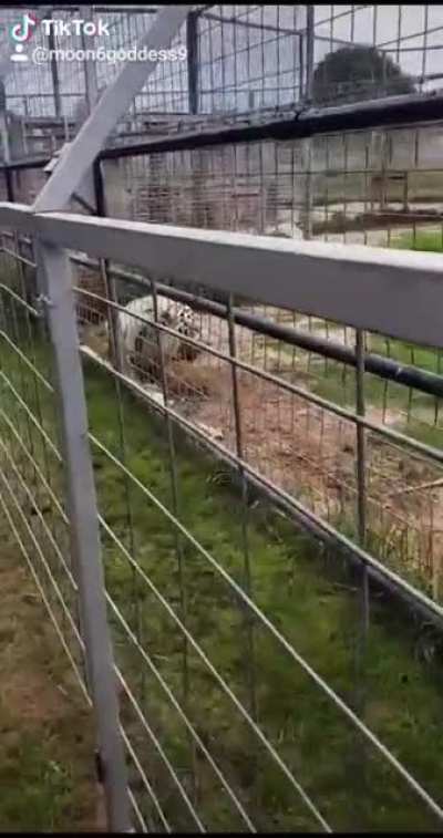 Would you feel safe getting that close with him growling like that?! ??