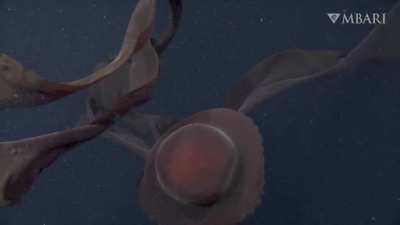 ? Deep-sea sighting: The giant phantom jelly spotted 990 meters (3,250 feet) deep in Monterey Bay