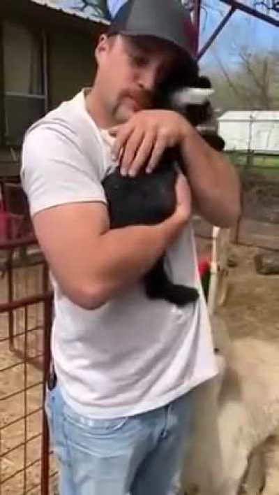 Baby goats line up to get hugs ?