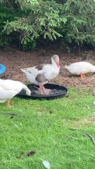 The fiercest goose, Buster, reduced to a toddler when the splash pad comes out