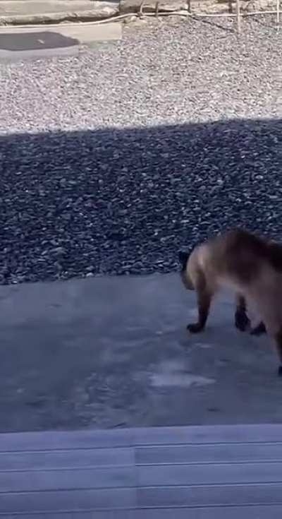 Mcgregor cat