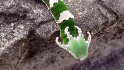 ? Dragonhead Caterpillar ?