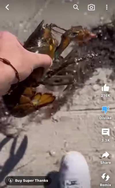 Youtuber buys lobster from seafood store and “releases” it back into the ocean…In the wrong environment….