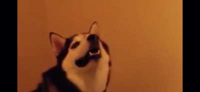I just remembered this video existed and my day is now considerably better