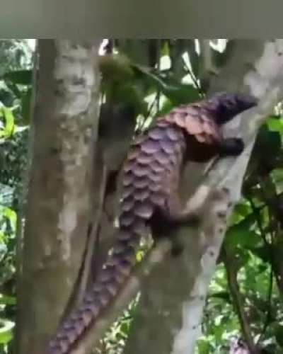 ? pangolin climbing a tree