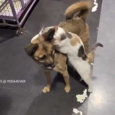 This dog had been missing for two weeks, and this was the cat's reaction when he was finally found..????❤️