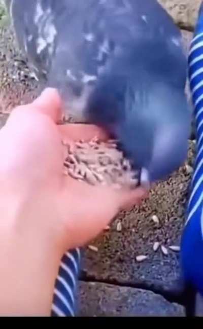 Wrong pigeon snack again ?!