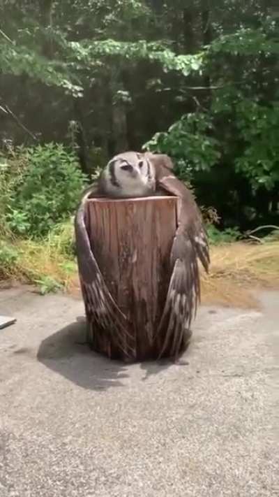 ? An owl chilling on a stump ?
