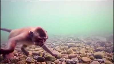 ? Sea Monkey ?