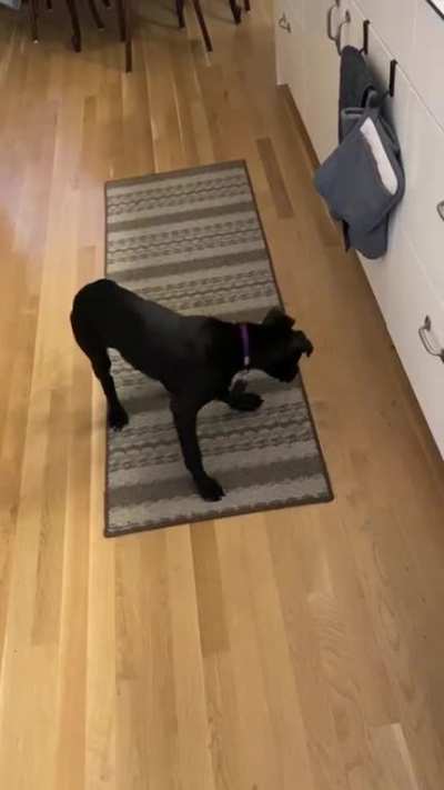 Dog vs Carrot
