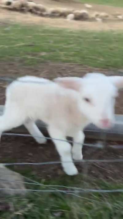 Let me get out of the fence to see my buddy