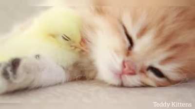 Too smol