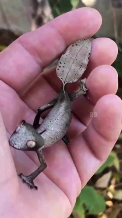 Real Life Pokemon
