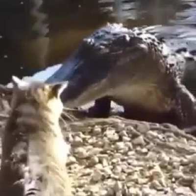 Cats being cats?