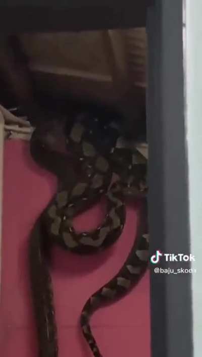 Removing a snake from the ceiling