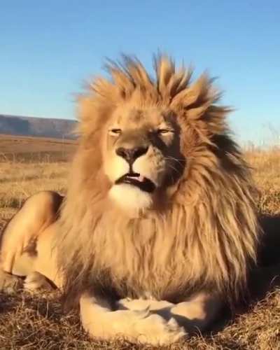 ? Gorgeous lion giving a massive yawn ?