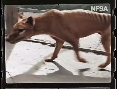 ? Rare Colourised Footage Of The Last Surviving Tasmanian Tiger, Benjamin. (thylacine)