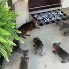 Dogs attack