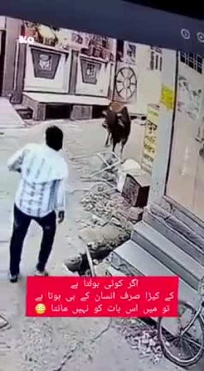 Cows are harmless