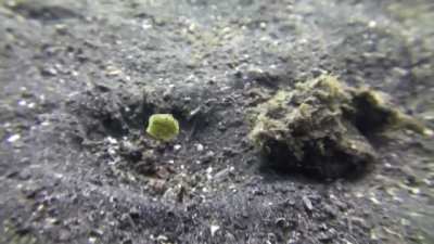 ? A scorpionfish attempts to eat a juvenile yellow boxfish but soon discovers it's toxic.