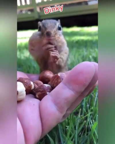 ?Chipmunks have large cheek pouches that gives them the ability to store and transport food. ?