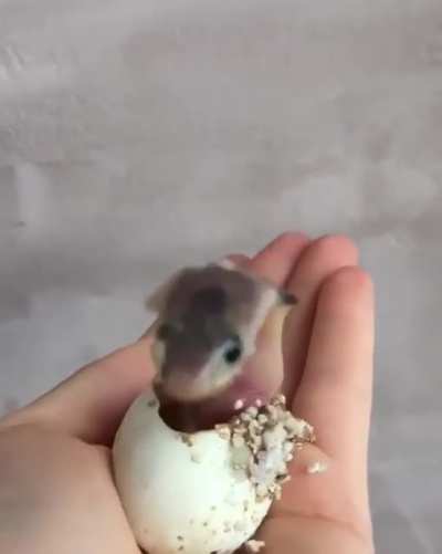 Just the cutest most precious newly hatched king cobra ?