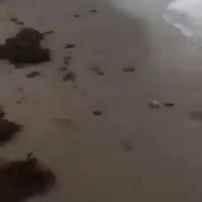 Child sees the sea for the first time