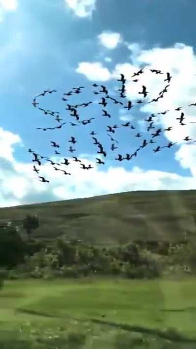 Glitch in the matrix in the nature