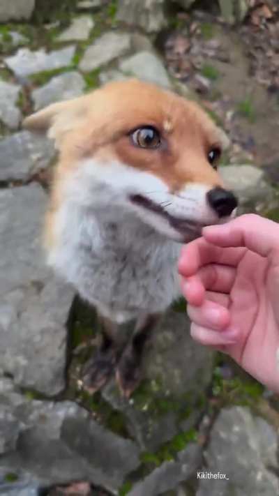Cuuute?