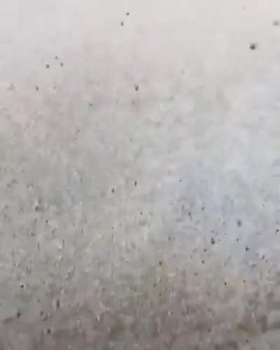 A horned eyed ghost crab can move at 100 body lengths per second