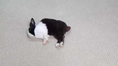 What happens when you touch a sleeping rabbit's tail?