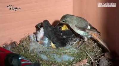 ? Fecal bags in some nesting birds make it easier for parents to maintain sanitary conditions in the nest.