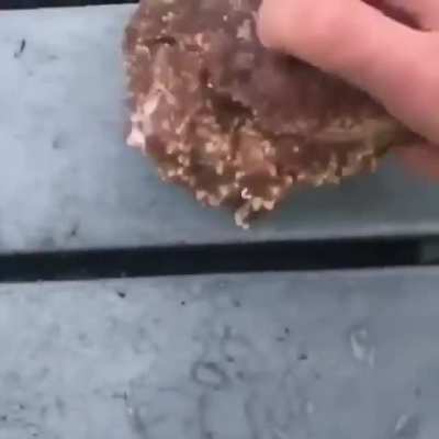 ? Box crab ?