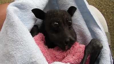 ? Rescue bat Mister Forrest enjoying a banana