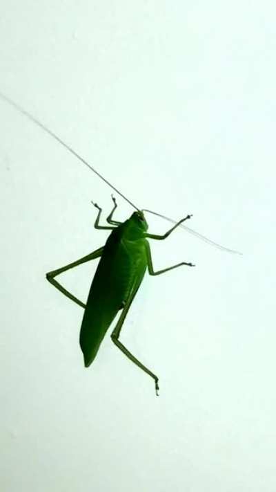 Curious man gets attacked by wild grasshopper