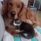 A kitten who clearly loves her pup.