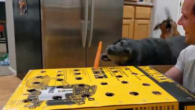 Tried 'crouching dog, hidden carrot' with the girls. Did not disappoint.?