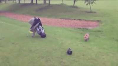 Swiper... No Swiping!
