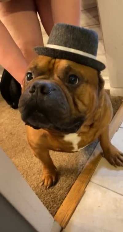 emmett with his new top hat for halloween ? (if you can guess his breed i will personally give you an award on here)
