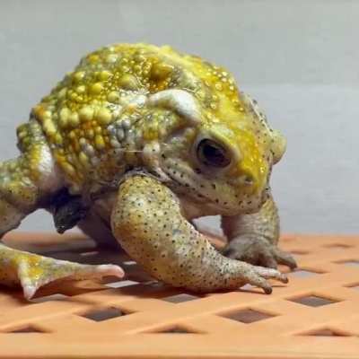 ? Frog Removing their Skin like a Shirt?