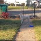 Blind and deaf dog smells her owner coming home